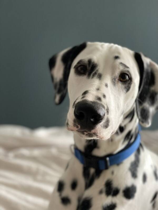 Hund - Pongo