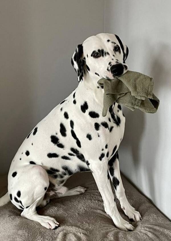 Hund - Pongo