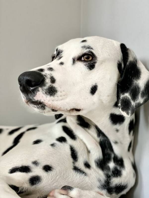 Hund - Pongo