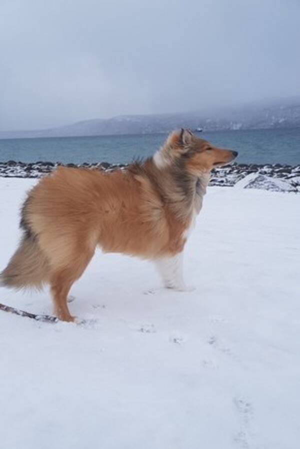 Hund - Langhret collie
