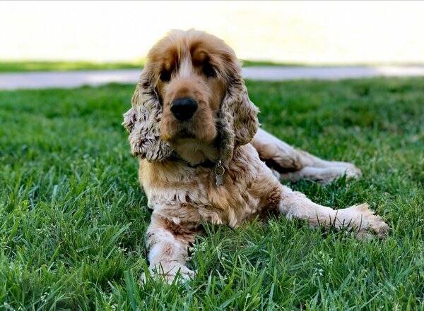 Hund - Melker, cocker spaniel