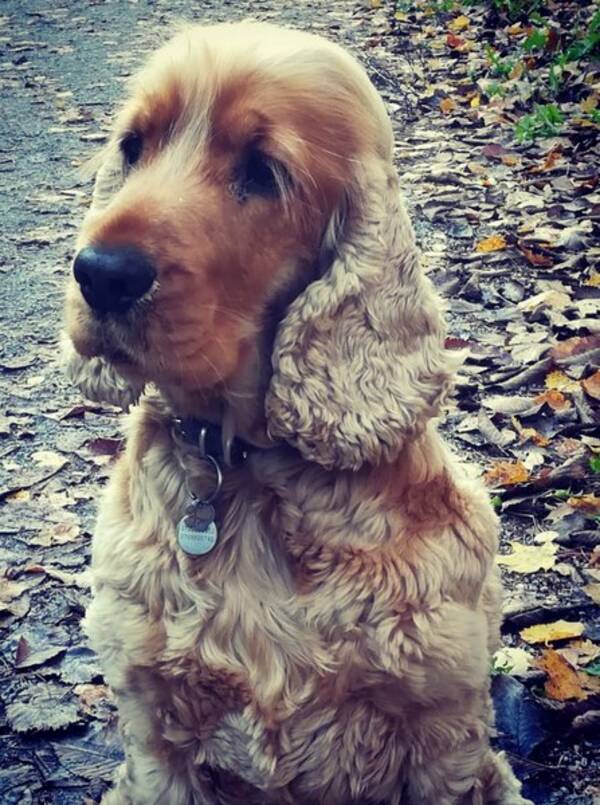 Hund - Melker, cocker spaniel