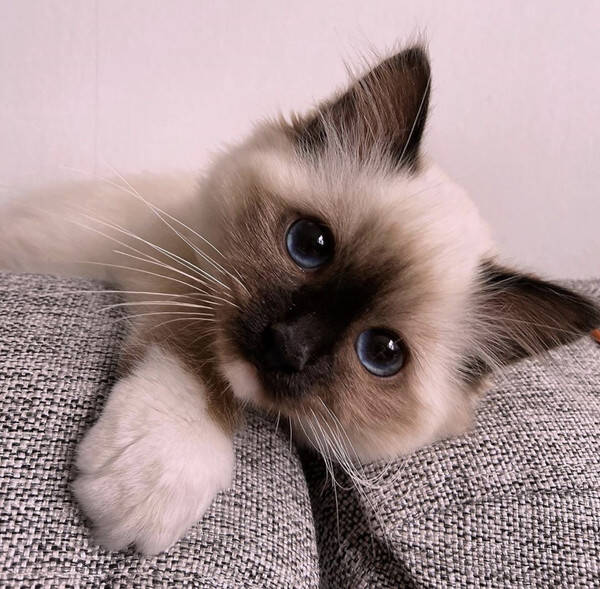 Katt - Birmakatten Milo