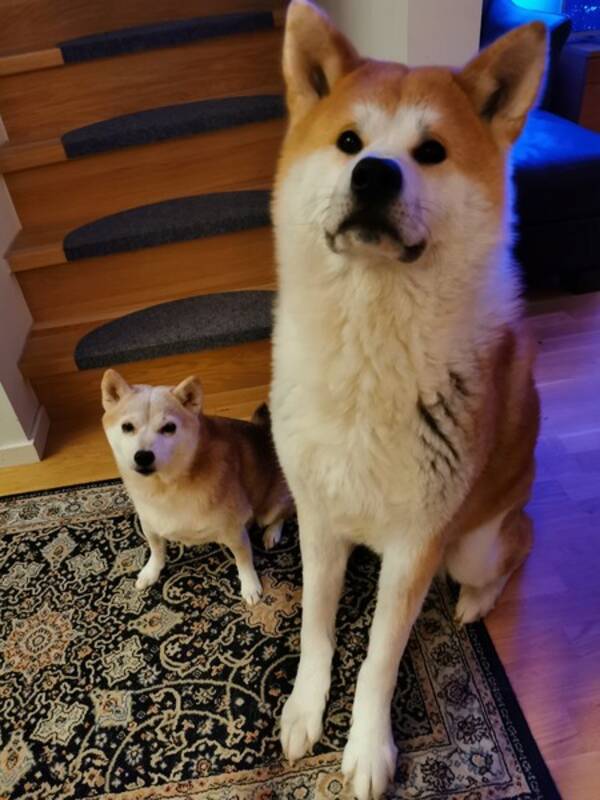 Hund - Shiba Inu and Akita Inu