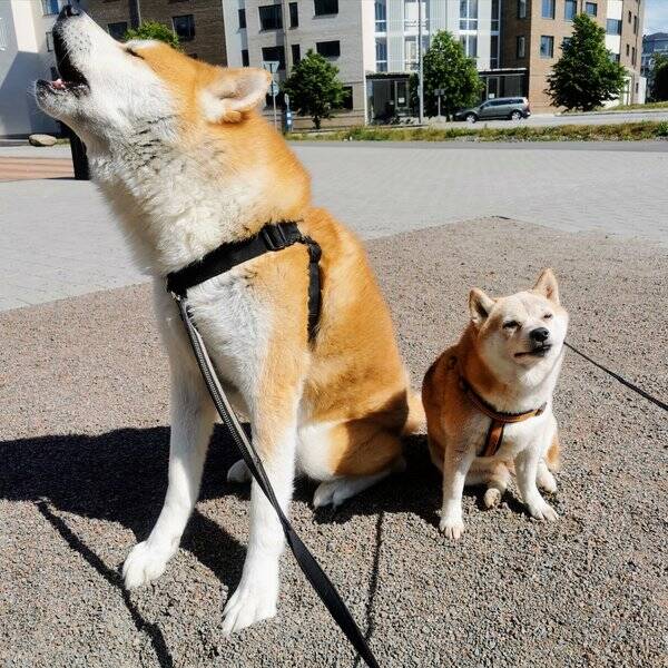 Hund - Shiba Inu and Akita Inu