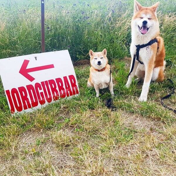 Hund - Shiba Inu and Akita Inu