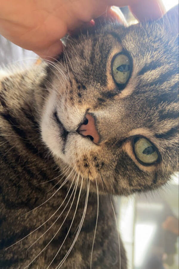 Katt