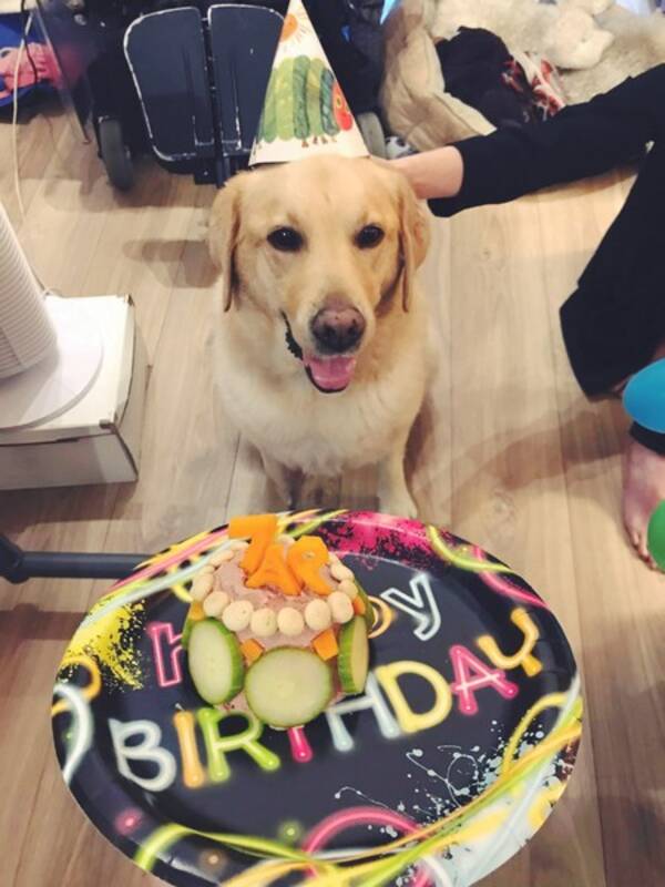 Hund - Labrador Hund - Labrador