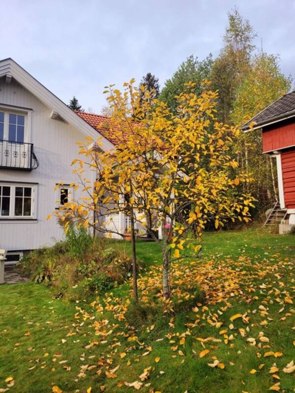 Hytte - Villa i Nes 