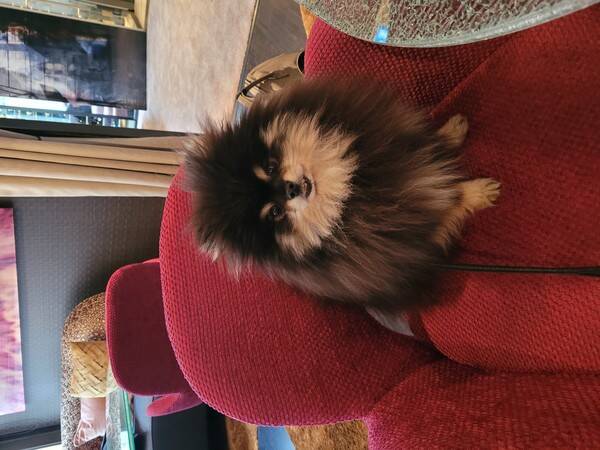 Hund - Pomeranian Hund - Pomeranian