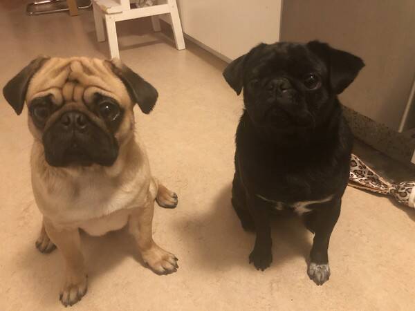 Hund - Mopsar Bamse (aprikos) och Chica (svart)