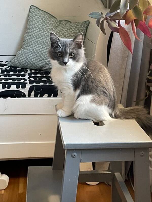 Katt - Elsa