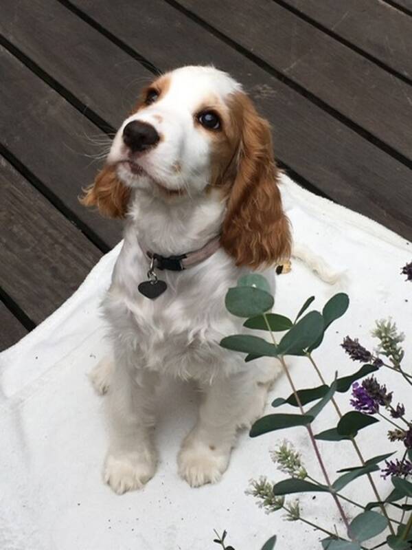 Hund - Engelsk Cocker Spaniel