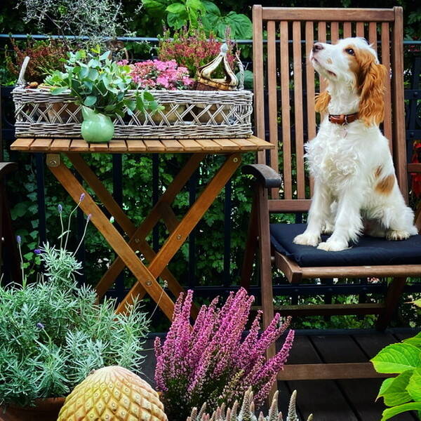 Hund - Engelsk Cocker Spaniel