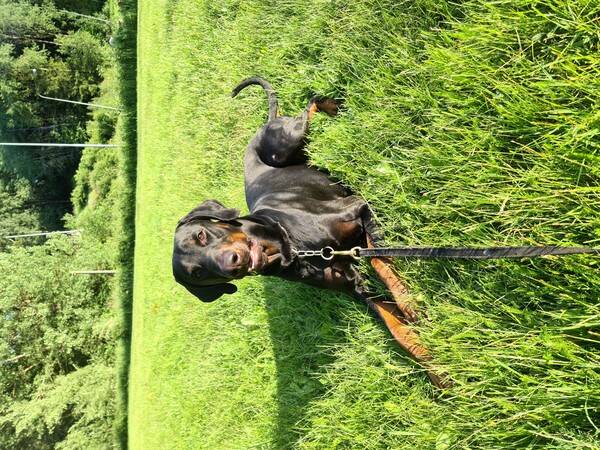 Hund - Dobermann
