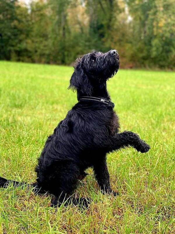 Hund - Labradoode