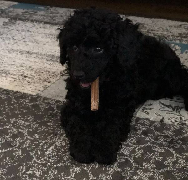 Hund - Pudel Hund - Pudel