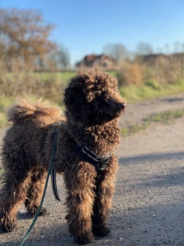 Hund - Pudeln Rio