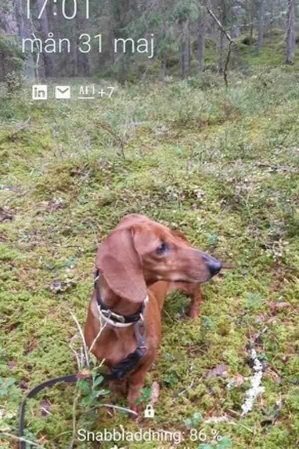 Hund - Taxen Jonna och taxen Oskar