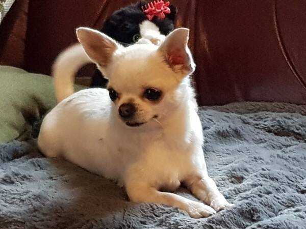 Hund - kjæledyr Hund - kjæledyr