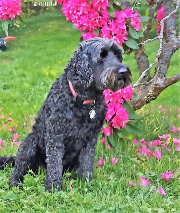 Hund - Zippy Hund - Zippy