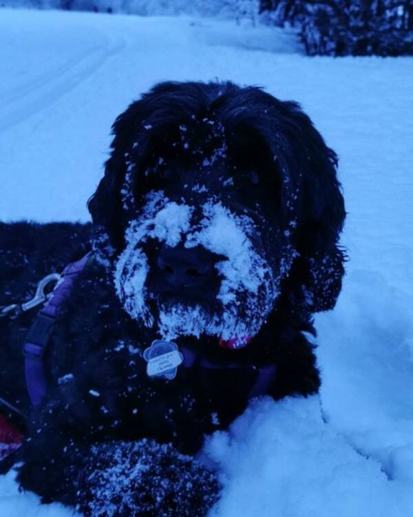 Hund - Zippy Hund - Zippy