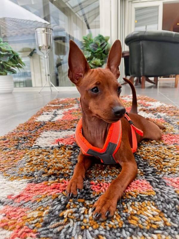 Hund - Min pin