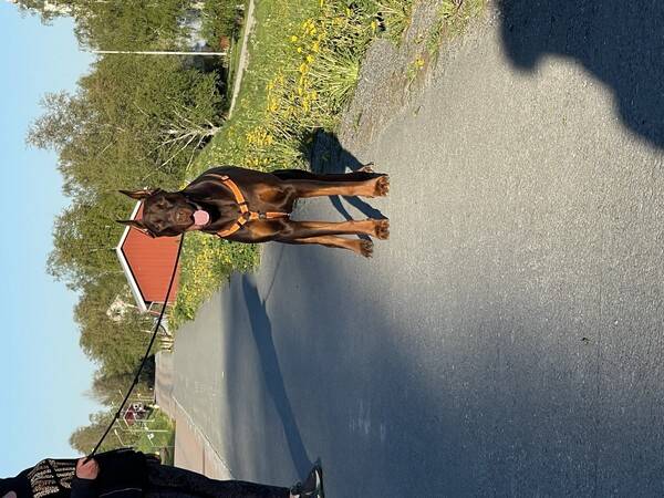 Hund - Doberman Hugo