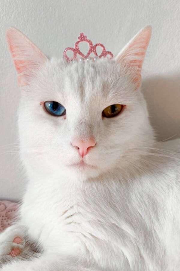 Katt - Zimba