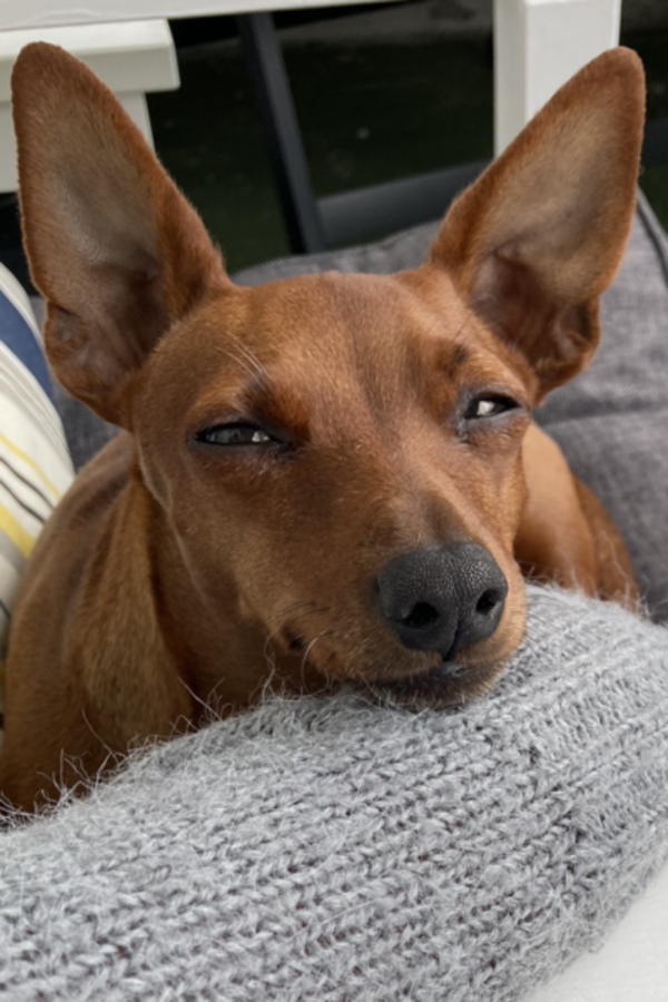 Hund - Dvrgpincher Tara