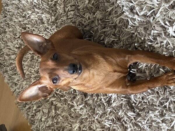 Hund - Dvrgpincher Tara