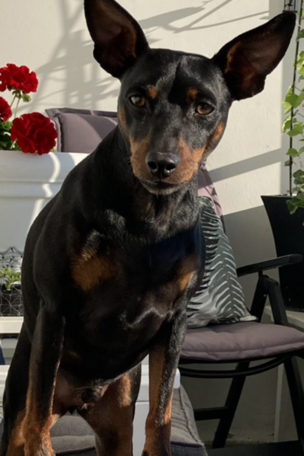 Hund - Dvrgpincher Hero