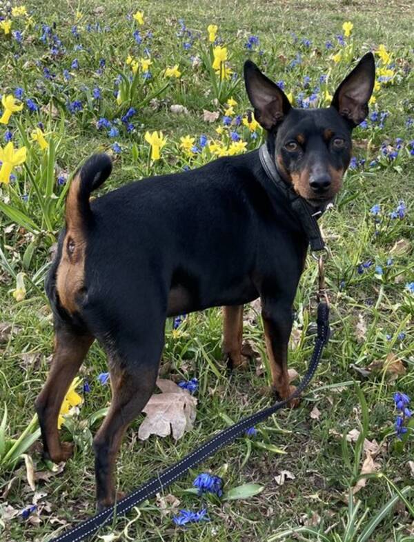 Hund - Dvrgpincher Hero