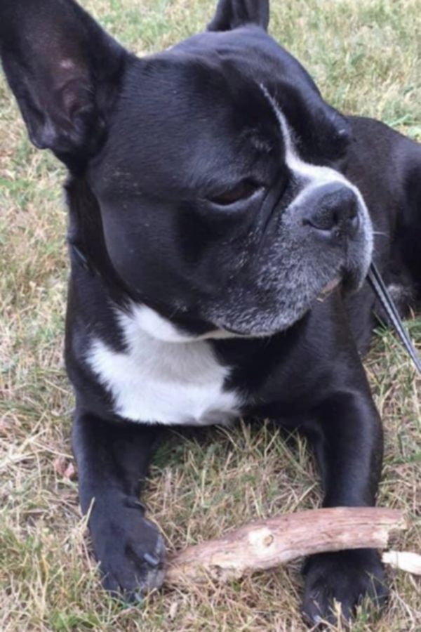 Hund - Fransk bulldog Gino