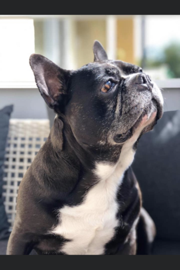 Hund - Fransk bulldog Gino