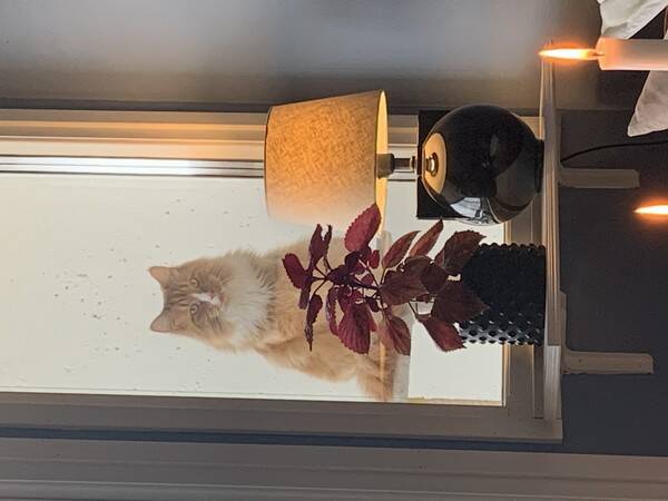 Katt - Katten Frans Ferdinand 