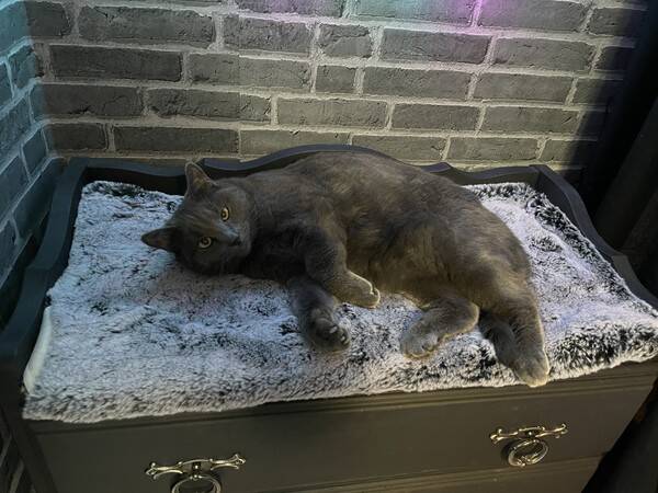 Katt - Tiara