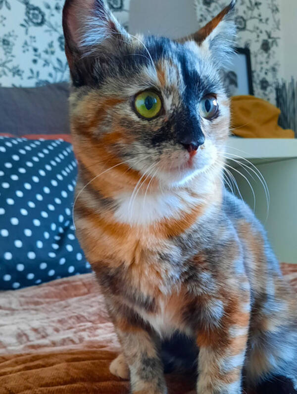 Katt - Katt Soho Katt - Katt Soho