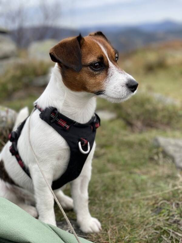 Hund - Jack russele