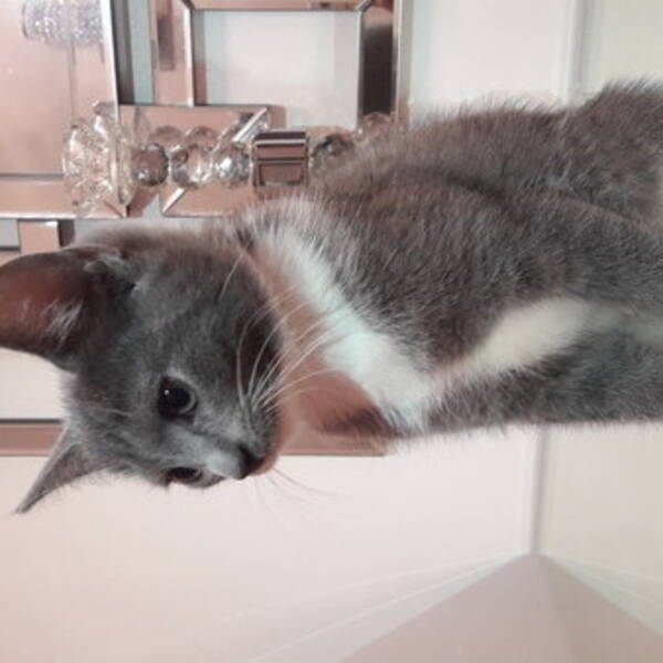 Katt - Loka Huskatt Katt - Loka Huskatt