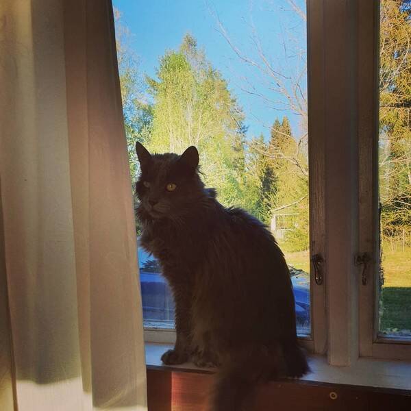 Katt - Herbert 