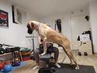 Grand Danois Grand Danois