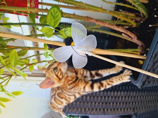 Katt