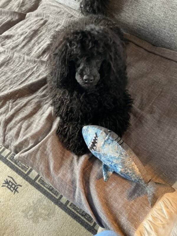 Hund - Svart dvärgpudel Pudel Tingeling Hund - Svart dvärgpudel Pudel Tingeling