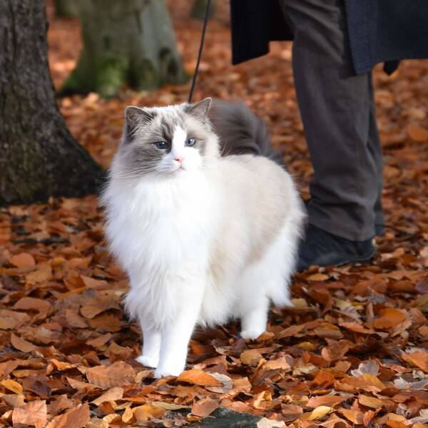 Katt - Ragdollen Elliot Katt - Ragdollen Elliot