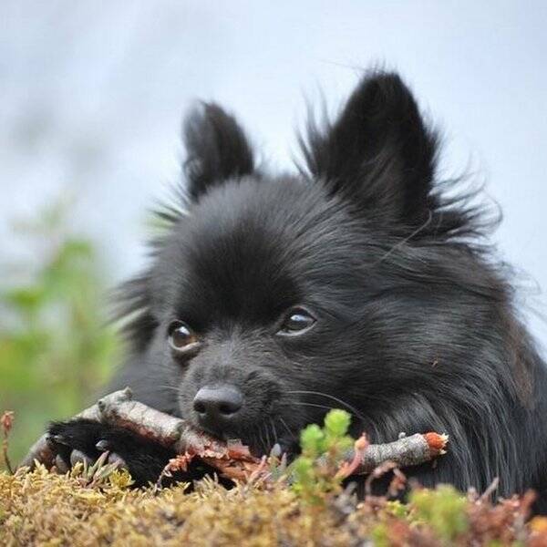 Hund - Kleinspitz  Hund - Kleinspitz