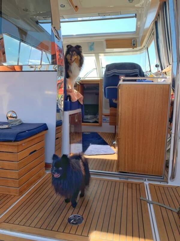 Hund - Kleinspitz  Hund - Kleinspitz