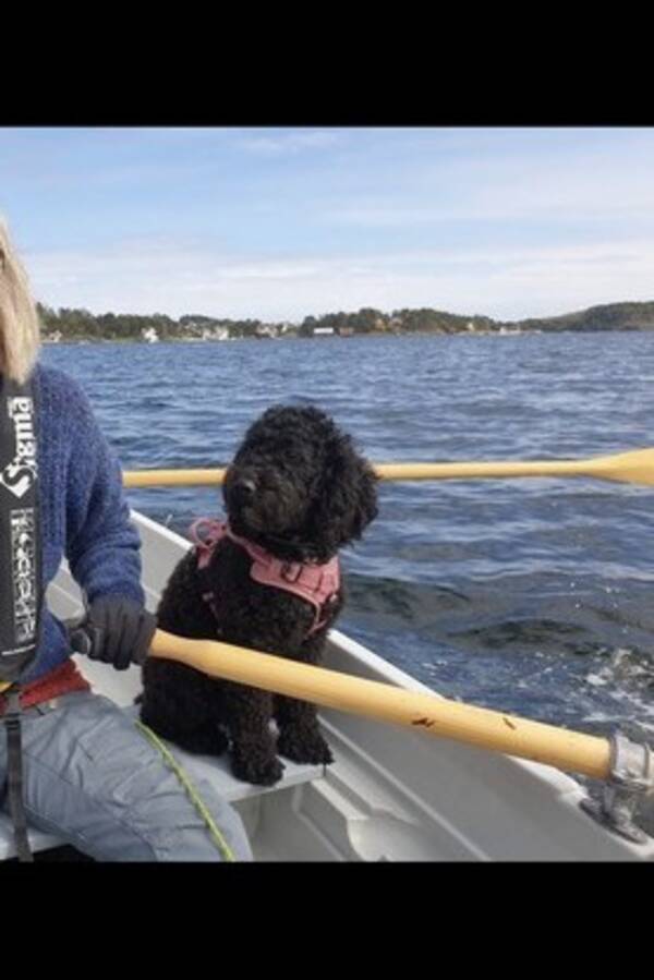 Hund - Australsk Cobberdog