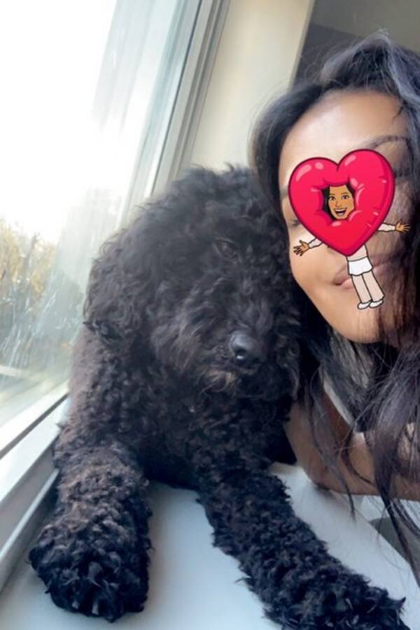 Hund - Australsk Cobberdog Hund - Australsk Cobberdog