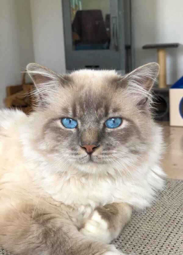 Katt - Katten Messi